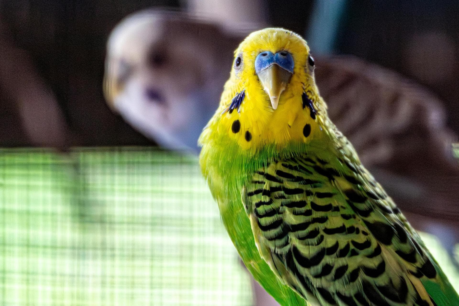 Dog & Cat Vets in Glanmire